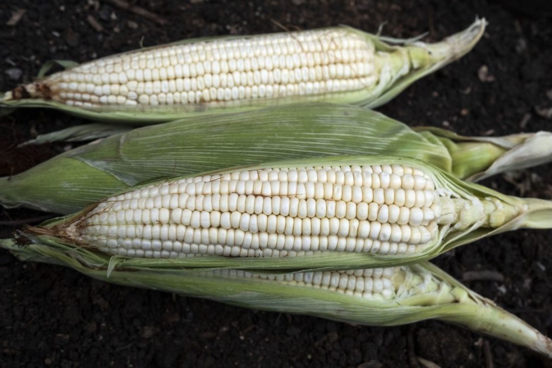 THREE OPENED EARS OF WHITE CORN ARE LAYING ON TOP OF DIRT.