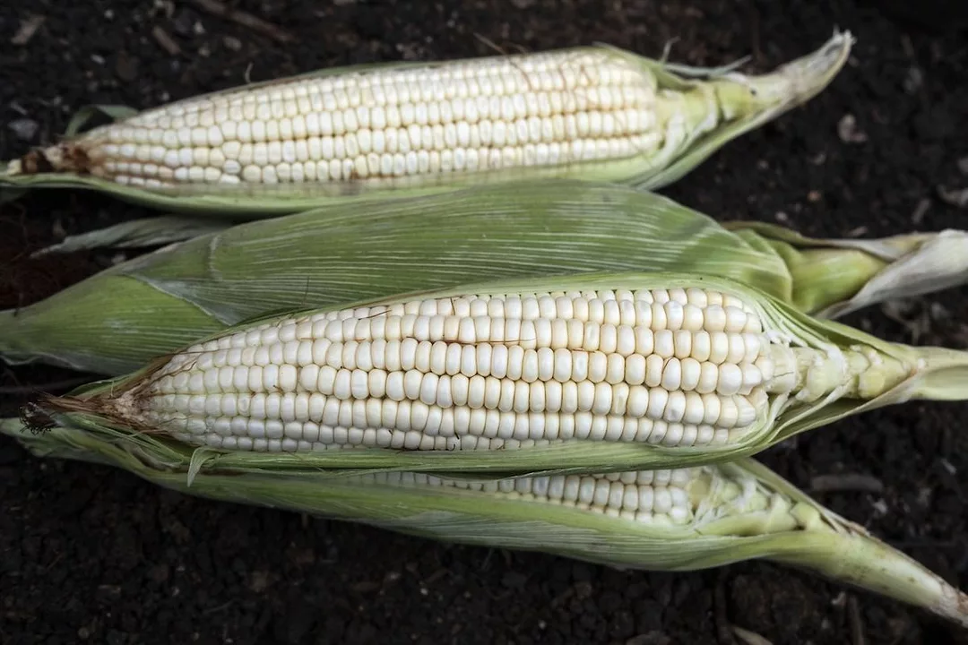 THREE OPENED EARS OF WHITE CORN ARE LAYING ON TOP OF DIRT.