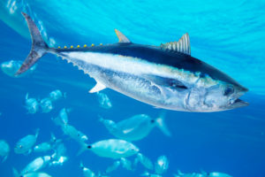 A BLUEFIN TUNA IS SWIMMING IN THE DEEP BLUE OCEAN WITH SEVERAL OTHER OUT-OF-FOCUS FISH BEHIND IT IN THE BACKGROUND.