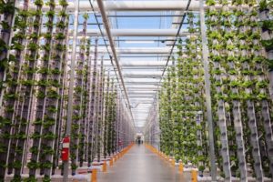 THE INTERIOR OF AN EDEN GREEN GREENHOUSE CAN BE SEEN WITH SEVERAL ROWS OF LETTUCE STACKED ON TOP OF EACH OTHER.