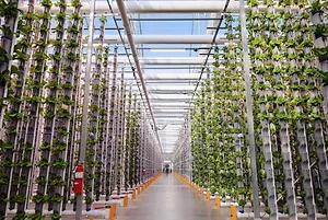 THE INTERIOR OF AN EDEN GREEN GREENHOUSE CAN BE SEEN WITH SEVERAL ROWS OF LETTUCE STACKED ON TOP OF EACH OTHER.