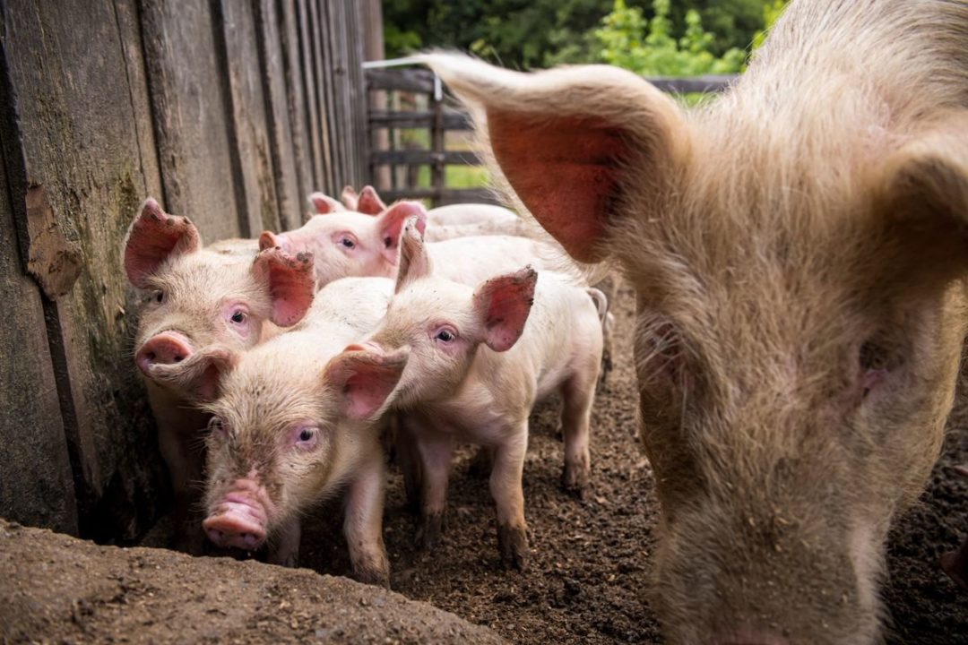 SEVERAL SMALL PIGLETS CAN BE SEEN STANDING IN A WODDEN PEN NEXT TO A MUCH LARGER PIG. SOME TREES CAN BE SEEN IN THE BACKGROUND.