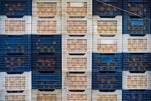 ORANGES SIT STACKED IN PLASTIC CRATES, MANY TIERS TALL