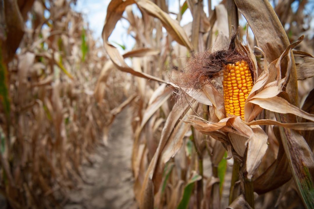 A FIELD OF DRIED OUT STALKS OF CORN CAN BE SEEN. ON THE RIGHT SIDE OF THE IMAGE, YELLOW CORN CAN BE SEEN EMERGING FROM ONE OF THE STALKS WITH BROWN HAIR-LIKE SUBSTANCES COMING OUT OF THE TOP OF IT.