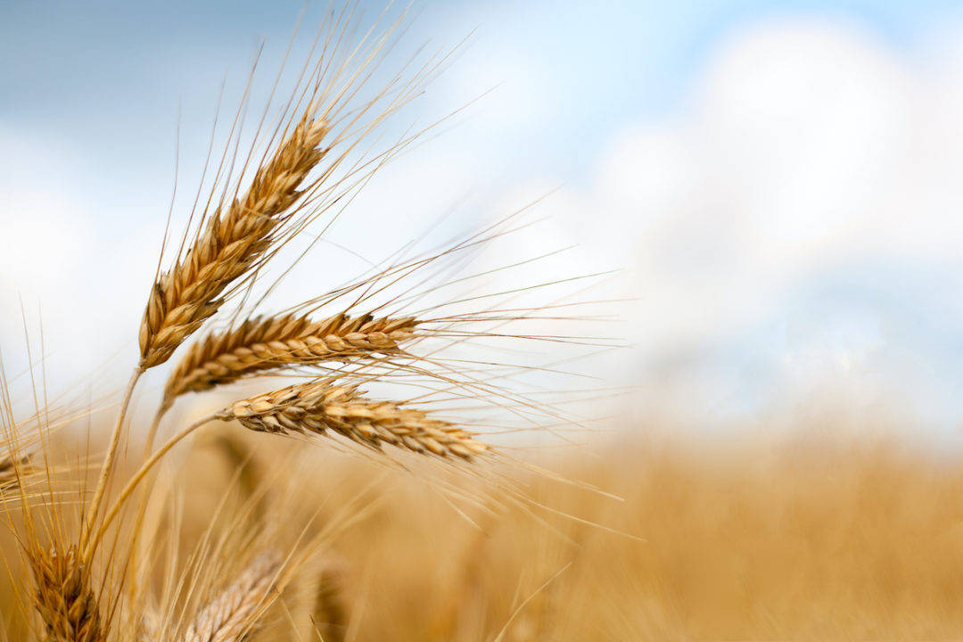 A CLOSE UP OF RIPE WHEAT EARS WITH A FIELD OF WHEAT AND A BLUE SKY WITH CLOUDS IN THE BACKGROUND.