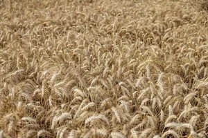 A FIELD OF WHEAT CAN BE SEEN.