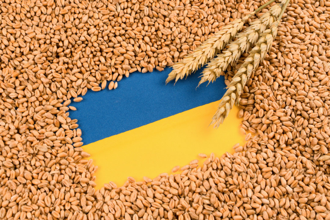 THE UKRAINIAN FLAG IS SURROUNDED BY EARS OF WHEAT AND GRAIN.