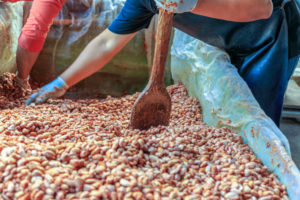 A LARGE CONTAINER COVERED IN PLASTIC IS FILLED WITH COCOA SEEDS. A SCOOP AND DIFFERENT PAIRS OF ARMS ARE IN THE BIN.