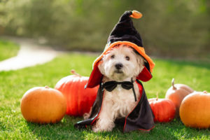A WHITE WEST HIGHLAND TERRIER DOG IS WEARING A WITCHES HAT AND CAPE SURROUNDED BY PUMPKINS IN A SMALL GREEN PASTURE.