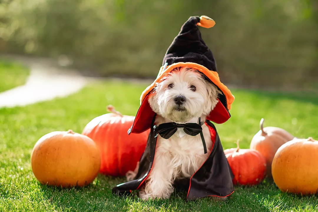 A WHITE WEST HIGHLAND TERRIER DOG IS WEARING A WITCHES HAT AND CAPE SURROUNDED BY PUMPKINS IN A SMALL GREEN PASTURE.