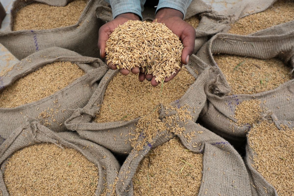 India rice export curbs bloomberg