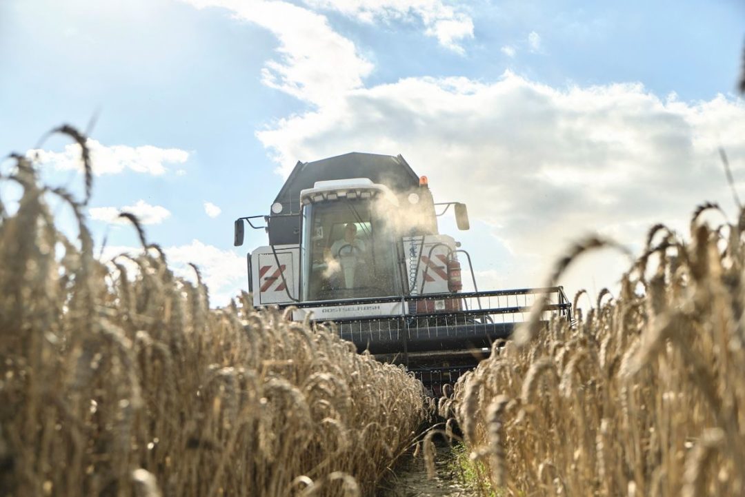 A GROUND VIEW OF A COMBINE HARVESTER CUTTING THROUGH A FIELD OF WHEAT.