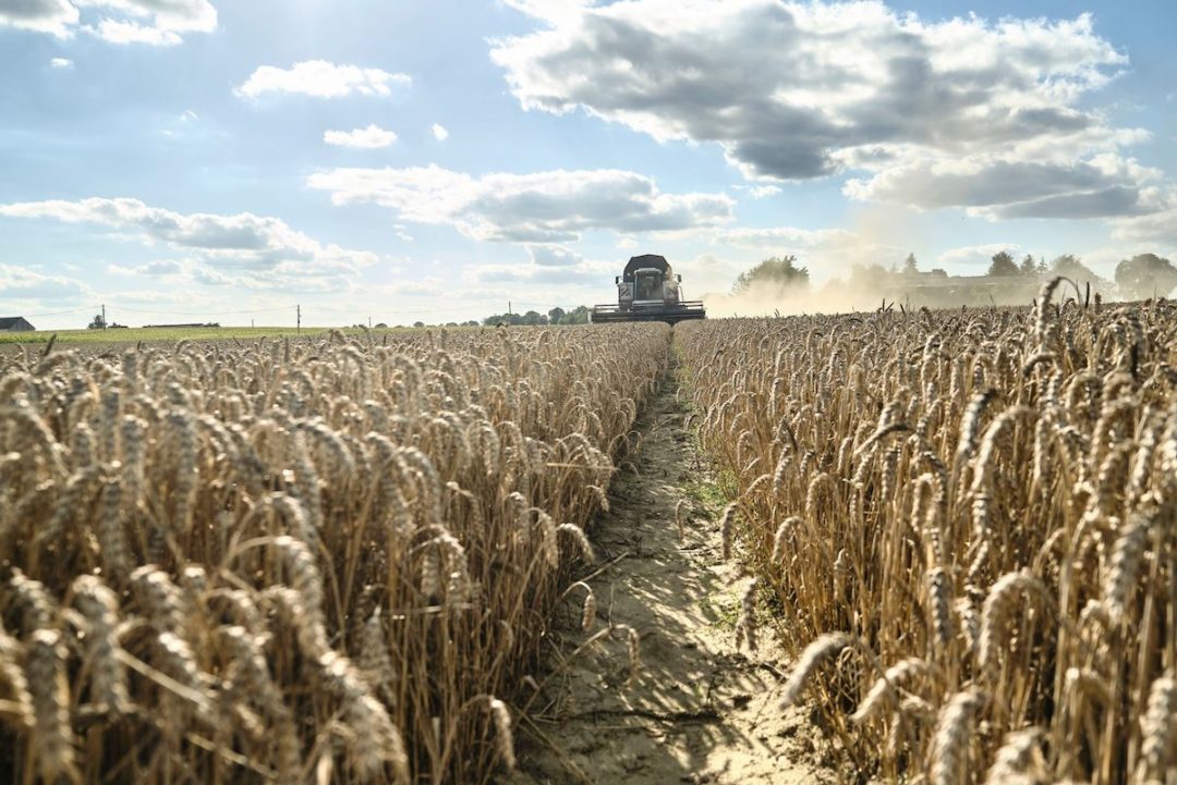 A FIELD OF WHEAT HAS A SINGLE PATH DOWN THE MIDDLE OF IT LEADING TO A COMBINE HARVESTER.