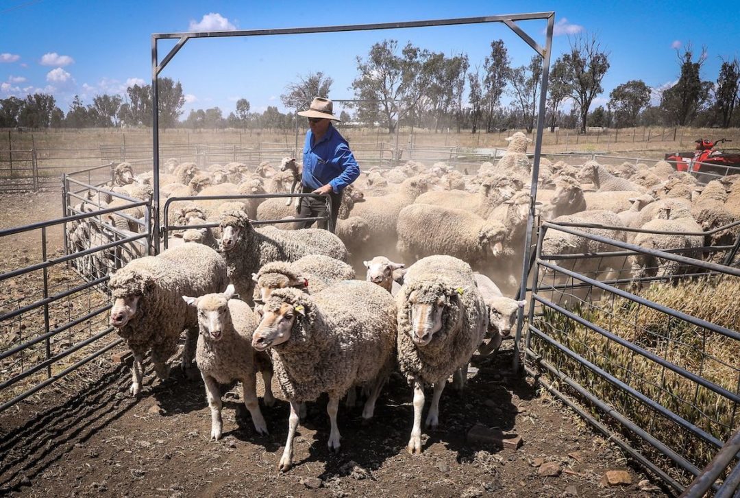 A SHEEP FARMER HERDS SHEEP INTO A CATCHING PEN.