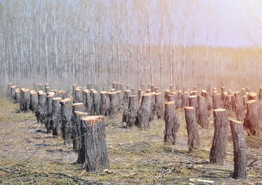 Deforestation trees cut down istock  daniel chetroni  1475937737
