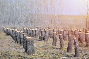 SEVERAL ROWS OF TREE STUMPS IN A FOREST.