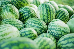 LARGE PILE OF WATERMELONS STACKED ON TOP OF EACH OTHER.