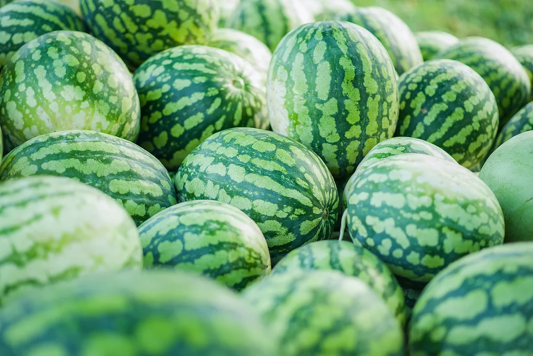 LARGE PILE OF WATERMELONS STACKED ON TOP OF EACH OTHER.