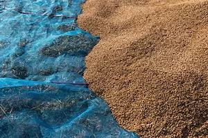 A LARGE PILE OF HARVESTED RICE SITS ON TOP OF A BLUE TARP.