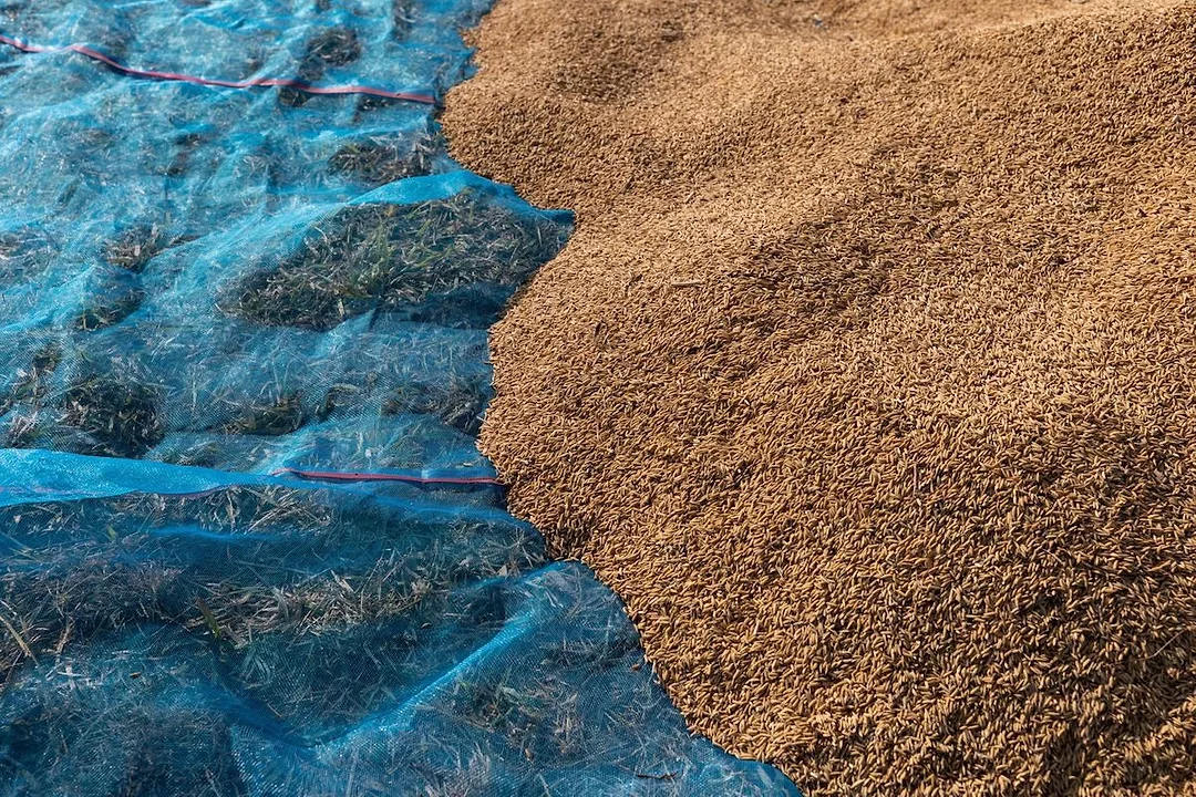 A LARGE PILE OF HARVESTED RICE SITS ON TOP OF A BLUE TARP.