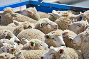 MANY SHEEP WITH GREEN EAR TAGS ARE GATHERED IN A TRANSPORTATION TRUCK.