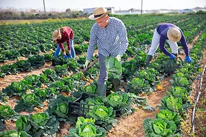 THREE FARMERS HARVESTING CROPS IN A FIELD ON A SUNNY DAY.