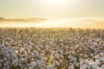 A VAST FIELD OF BLOOMING COTTON AT SUNSET