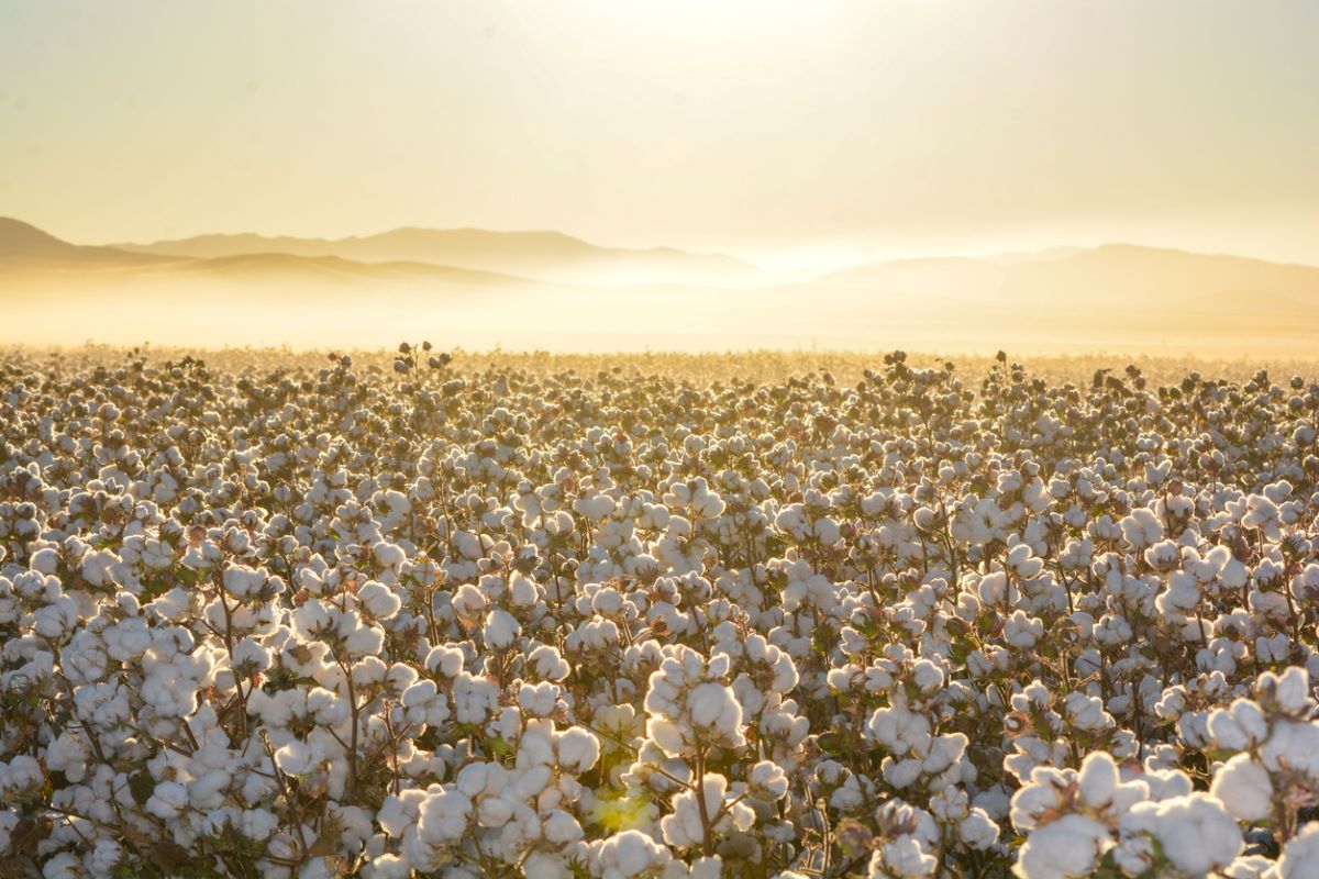 Cotton clothing harvest istock wirestock 1452319084