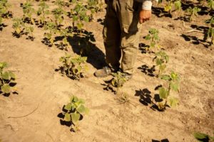 A MAN SEEN FROM THE WAIST DOWN, WEARING BOOTS, STANDS IN A DRY FIELD WITH SMALL GREEN PLANTS