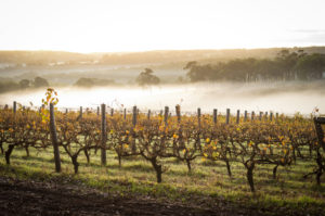 A vineyard in Western Australia