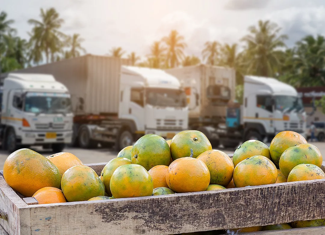 Vegetables in crates in front of a row of semi-trucks