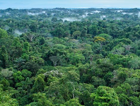 Landscape of a green Amazon forest at Yasuni National Park in Ecuador.