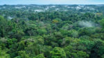 Landscape of a green Amazon forest at Yasuni National Park in Ecuador.