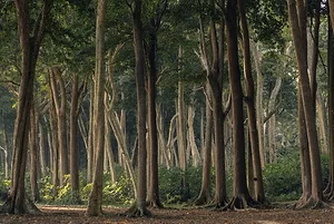 A MAGICAL, ANCIENT FOREST FULL OF TALL TROPICAL TREES