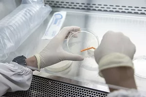 A close up of two hands wearing white medical gloves, swabbing a round container