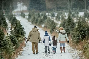 A FAMILY OF FOUR, SEEN FROM BEHIND, WALKS HAND IN HAND THROUGH A SNOWY GROVE OF LIVE CHRISTMAS TREES, THE MAN HOLDING A SMALL SAW IN HIS HAND.