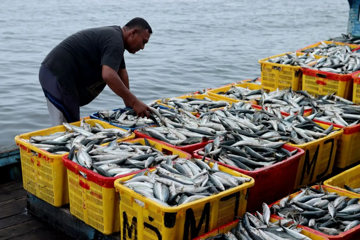 A MAN IN A BLACK TEESHIRT BENDS OVER MULTIPLE PLASTIC CRATES OF SARDINES ON BOARD A SHIP.
