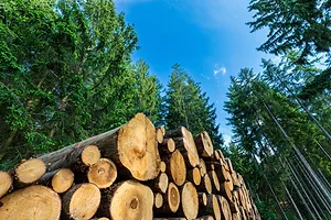 A pile of freshly cut logs on the floor of a lush green forest set against a clear blue sky