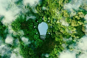 THE SHAPE OF A LIGHTBULB IS CARVED OUT OF A RAIN FOREST, SEEN FROM ABOVE