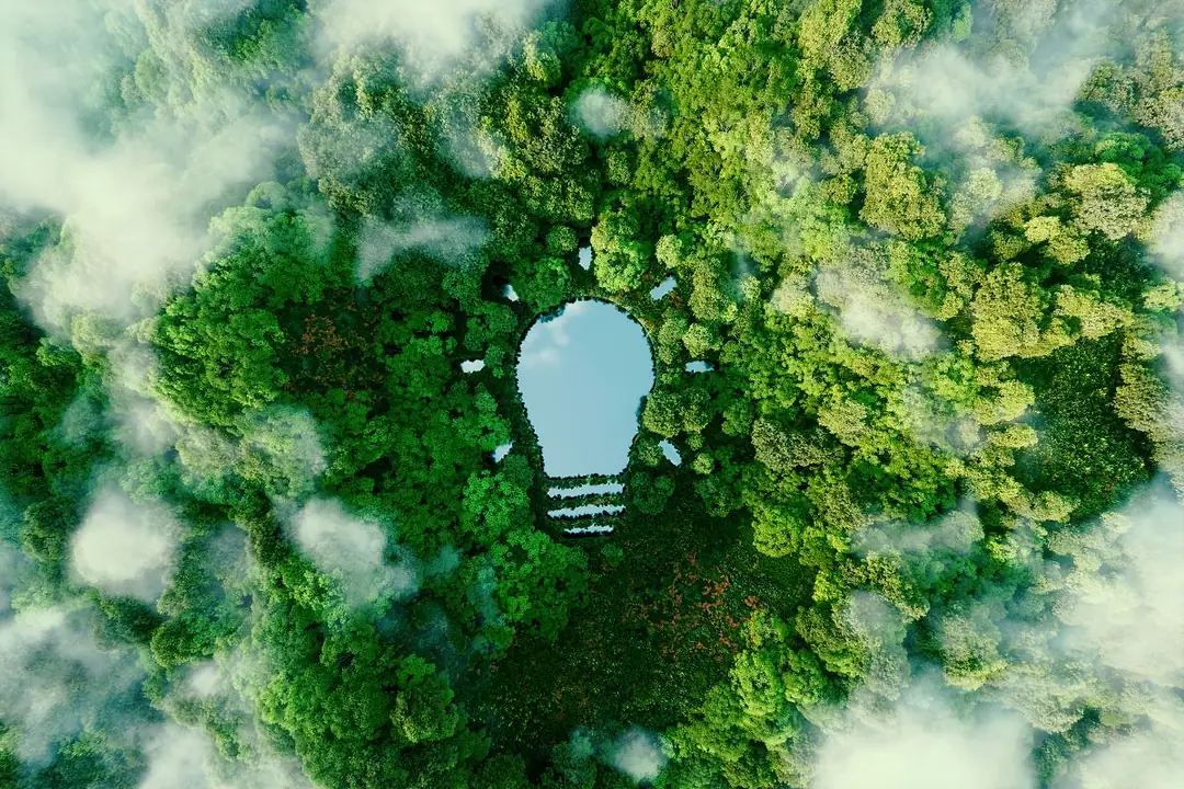 THE SHAPE OF A LIGHTBULB IS CARVED OUT OF A RAIN FOREST, SEEN FROM ABOVE