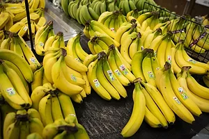 MANY BUNCHES OF LABELED BANANAS SIT ON A METAL SURFACE