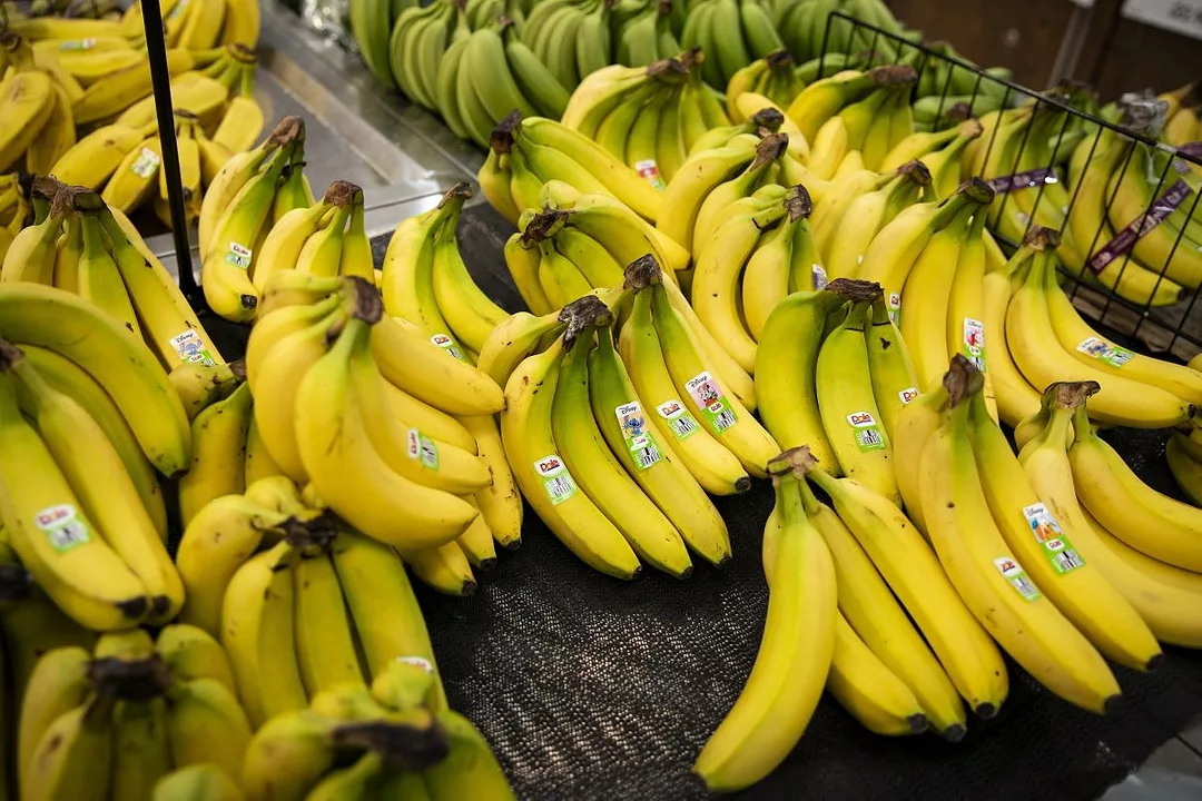 MANY BUNCHES OF LABELED BANANAS SIT ON A METAL SURFACE