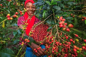 A GRINNING YOUNG WOMAN HOLDS UP A BASKET OF HARVESTED COFFEE BEANS FROM BEHIND A COLORFUL COFFEE PLANT
