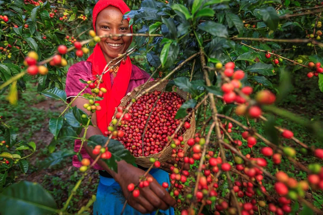 A GRINNING YOUNG WOMAN HOLDS UP A BASKET OF HARVESTED COFFEE BEANS FROM BEHIND A COLORFUL COFFEE PLANT