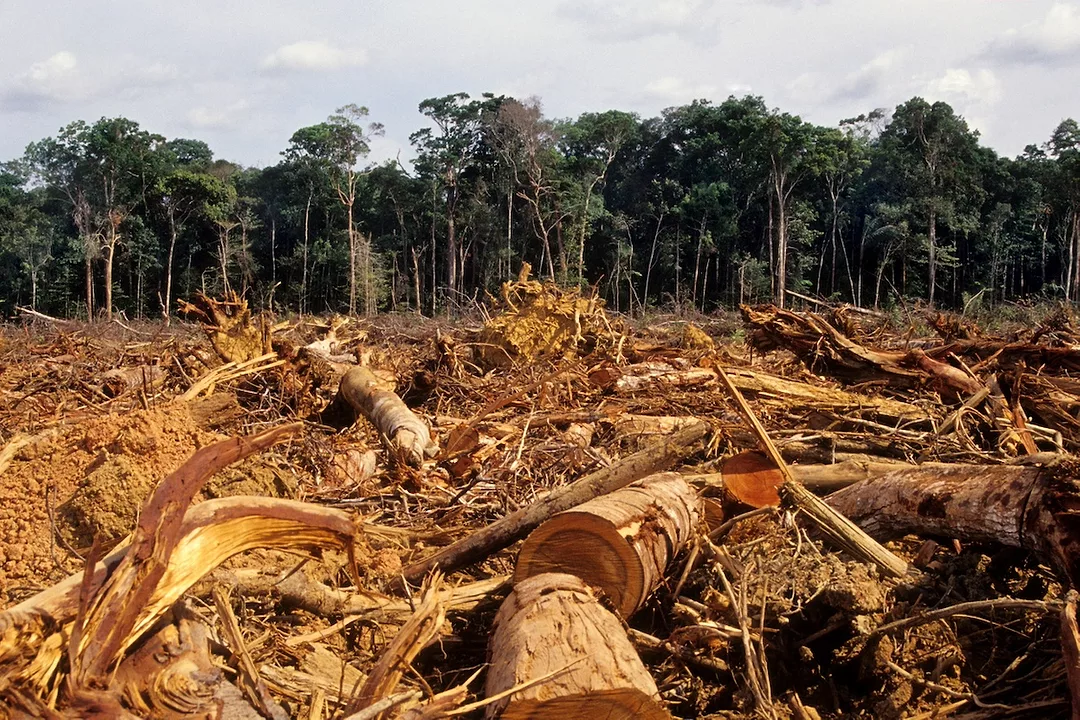 A pile of felled, split trees in an open field, with a forest of lush green trees lined across the background