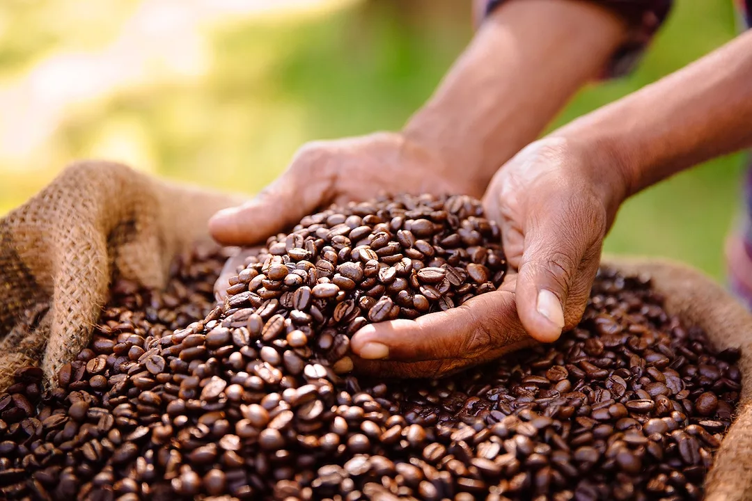 A pair of cupped hands dipped into a burlap sack of brown coffee beans