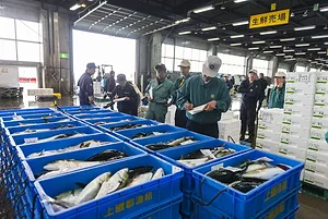 A man in a turquoise polo shirt holding a clipboard, standing in front of rows of blue crates filled with fish on ice