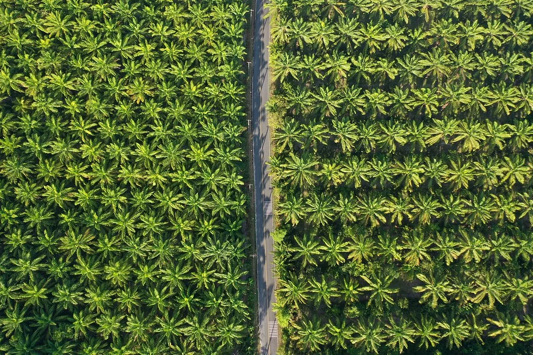 AN AERIAL SHOT OF THOUSANDS OF CULTIVATED PALM TREES