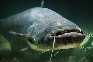 A large grey catfish with long whiskers on either side of its mouth, swimming through murky green waters