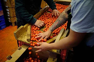WORKERS HANDS SORT TOMATOES INTO A BOX